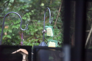 Filename=DSC_4272.JPG
Filesize=18766KiB
Dimensions=7360x4912
Date added=Sep 06, 2021 DSC_4272.JPG