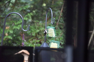 Filename=DSC_4273.JPG
Filesize=18740KiB
Dimensions=7360x4912
Date added=Sep 06, 2021 DSC_4273.JPG