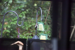 Filename=DSC_4274.JPG
Filesize=19049KiB
Dimensions=7360x4912
Date added=Sep 06, 2021 DSC_4274.JPG