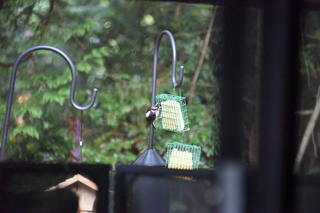 Filename=DSC_4275.JPG
Filesize=18893KiB
Dimensions=7360x4912
Date added=Sep 06, 2021 DSC_4275.JPG