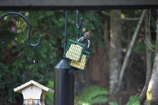 Filename=DSC_4278.JPG
Filesize=19970KiB
Dimensions=7360x4912
Date added=Sep 06, 2021 DSC_4278.JPG