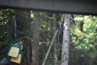 Filename=DSC_4280.JPG
Filesize=18914KiB
Dimensions=7360x4912
Date added=Sep 06, 2021 DSC_4280.JPG