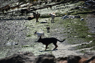 Filename=DSC_4303.JPG
Filesize=24359KiB
Dimensions=7360x4912
Date added=Sep 06, 2021 DSC_4303.JPG