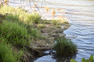 Filename=DSC_4361.JPG
Filesize=22561KiB
Dimensions=7360x4912
Date added=Sep 06, 2021 DSC_4361.JPG