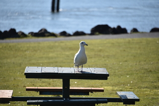 Filename=DSC_6172.JPG
Filesize=14956KiB
Dimensions=7360x4912
Date added=Feb 19, 2022 DSC_6172.JPG