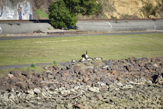 Filename=DSC_6178.JPG
Filesize=21654KiB
Dimensions=7360x4912
Date added=Feb 19, 2022 DSC_6178.JPG