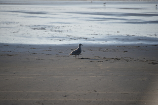 Filename=DSC_6208.JPG
Filesize=15798KiB
Dimensions=7360x4912
Date added=Feb 19, 2022 DSC_6208.JPG