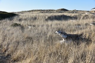 Filename=DSC_6217.JPG
Filesize=27821KiB
Dimensions=7360x4912
Date added=Feb 19, 2022 DSC_6217.JPG