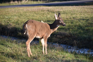 Filename=DSC_6261.JPG
Filesize=21047KiB
Dimensions=7360x4912
Date added=Feb 19, 2022 DSC_6261.JPG