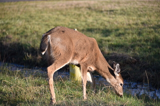 Filename=DSC_6263.JPG
Filesize=20091KiB
Dimensions=7360x4912
Date added=Feb 19, 2022 DSC_6263.JPG