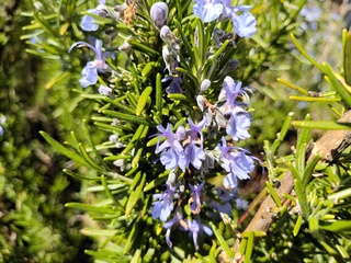 Filename=IMG_20220521_144753.jpg
Filesize=4949KiB
Dimensions=4000x3000
Date added=May 21, 2022 IMG_20220521_144753.jpg