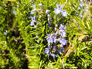 Filename=IMG_20220521_144755.jpg
Filesize=5183KiB
Dimensions=4000x3000
Date added=May 21, 2022 IMG_20220521_144755.jpg