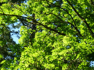 Filename=P1080485.JPG
Filesize=5849KiB
Dimensions=4320x3240
Date added=Jul 24, 2020 P1080485.JPG