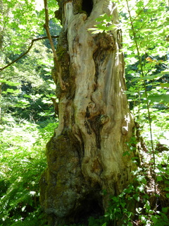 Filename=P1080490.JPG
Filesize=4924KiB
Dimensions=3240x4320
Date added=Jul 24, 2020 P1080490.JPG