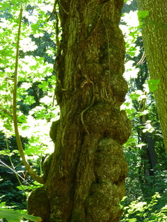 Filename=P1080491.JPG
Filesize=5115KiB
Dimensions=3240x4320
Date added=Jul 24, 2020 P1080491.JPG