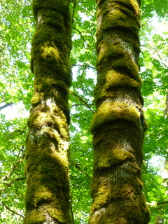 Filename=P1080492.JPG
Filesize=4890KiB
Dimensions=3240x4320
Date added=Jul 24, 2020 P1080492.JPG