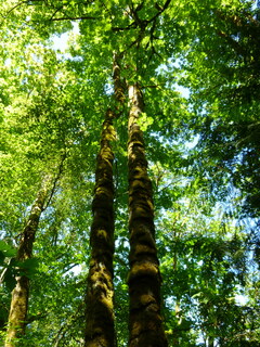 Filename=P1080493.JPG
Filesize=4702KiB
Dimensions=3240x4320
Date added=Jul 24, 2020 P1080493.JPG