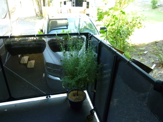 Filename=P1080541.JPG
Filesize=5576KiB
Dimensions=4320x3240
Date added=Jul 24, 2020 P1080541.JPG