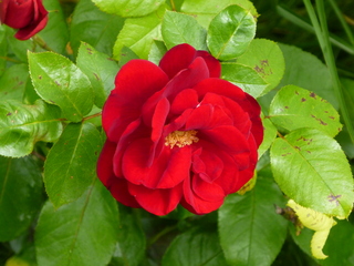 Filename=P1080562.JPG
Filesize=5509KiB
Dimensions=4320x3240
Date added=Jul 24, 2020 P1080562.JPG