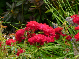 Filename=P1080565.JPG
Filesize=5520KiB
Dimensions=4320x3240
Date added=Jul 24, 2020 P1080565.JPG