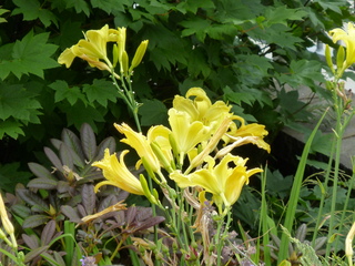 Filename=P1080566.JPG
Filesize=5615KiB
Dimensions=4320x3240
Date added=Jul 24, 2020 P1080566.JPG