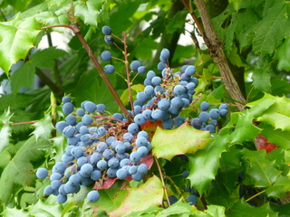 Filename=P1080568.JPG
Filesize=5506KiB
Dimensions=4320x3240
Date added=Jul 24, 2020 P1080568.JPG