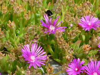 Filename=P1080584.JPG
Filesize=5863KiB
Dimensions=4320x3240
Date added=Jul 24, 2020 P1080584.JPG