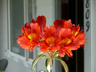 Filename=P1080585.JPG
Filesize=5352KiB
Dimensions=4320x3240
Date added=Jul 24, 2020 P1080585.JPG