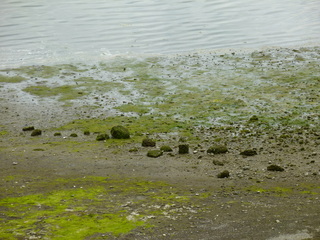 Filename=P1080597.JPG
Filesize=5764KiB
Dimensions=4320x3240
Date added=Jul 24, 2020 P1080597.JPG