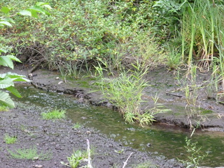 Filename=P1080625.JPG
Filesize=6391KiB
Dimensions=4320x3240
Date added=Jul 24, 2020 P1080625.JPG