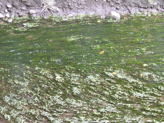 Filename=P1080629.JPG
Filesize=6317KiB
Dimensions=4320x3240
Date added=Jul 24, 2020 P1080629.JPG