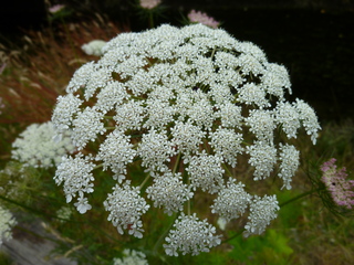 Filename=P1080633.JPG
Filesize=5868KiB
Dimensions=4320x3240
Date added=Jul 24, 2020 P1080633.JPG