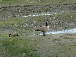 Filename=P1080645.JPG
Filesize=5912KiB
Dimensions=4320x3240
Date added=Jul 24, 2020 P1080645.JPG