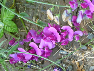 Filename=P1080671.JPG
Filesize=5821KiB
Dimensions=4320x3240
Date added=Jul 31, 2020 P1080671.JPG