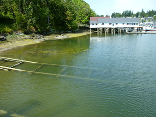 Filename=P1080685.JPG
Filesize=5667KiB
Dimensions=4320x3240
Date added=Jul 31, 2020 P1080685.JPG