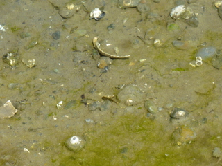 Filename=P1080695.JPG
Filesize=5594KiB
Dimensions=4320x3240
Date added=Jul 31, 2020 P1080695.JPG