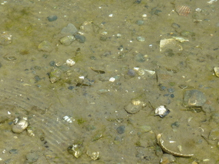 Filename=P1080696.JPG
Filesize=5866KiB
Dimensions=4320x3240
Date added=Jul 31, 2020 P1080696.JPG