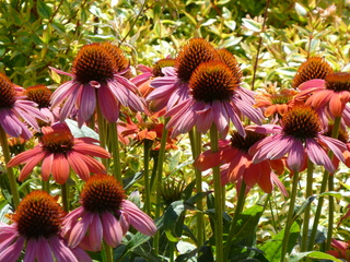 Filename=P1080712.JPG
Filesize=6023KiB
Dimensions=4320x3240
Date added=Jul 31, 2020 P1080712.JPG