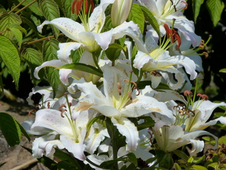 Filename=P1080747.JPG
Filesize=5876KiB
Dimensions=4320x3240
Date added=Jul 31, 2020 P1080747.JPG