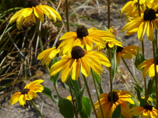 Filename=P1080762.JPG
Filesize=5677KiB
Dimensions=4320x3240
Date added=Jul 31, 2020 P1080762.JPG