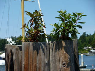 Filename=P1080771.JPG
Filesize=5383KiB
Dimensions=4320x3240
Date added=Jul 31, 2020 P1080771.JPG