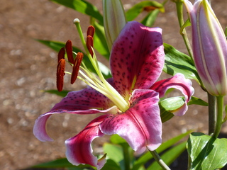 Filename=P1080778.JPG
Filesize=5682KiB
Dimensions=4320x3240
Date added=Jul 31, 2020 P1080778.JPG