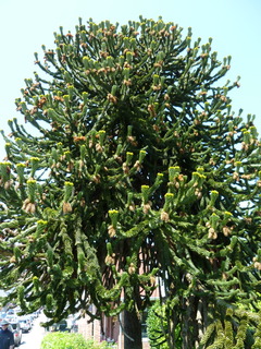 Filename=P1080786.JPG
Filesize=4646KiB
Dimensions=3240x4320
Date added=Jul 31, 2020 P1080786.JPG