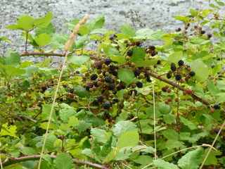 Filename=P1080798.JPG
Filesize=5748KiB
Dimensions=4320x3240
Date added=Aug 10, 2020 P1080798.JPG