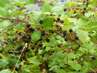 Filename=P1080806.JPG
Filesize=5679KiB
Dimensions=4320x3240
Date added=Aug 10, 2020 P1080806.JPG