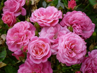 Filename=P1080809.JPG
Filesize=5345KiB
Dimensions=4320x3240
Date added=Aug 10, 2020 P1080809.JPG