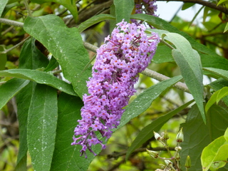 Filename=P1080820.JPG
Filesize=5476KiB
Dimensions=4320x3240
Date added=Aug 10, 2020 P1080820.JPG