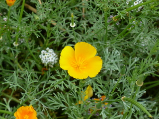 Filename=P1080842.JPG
Filesize=5726KiB
Dimensions=4320x3240
Date added=Aug 10, 2020 P1080842.JPG