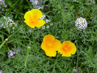 Filename=P1080843.JPG
Filesize=5926KiB
Dimensions=4320x3240
Date added=Aug 10, 2020 P1080843.JPG