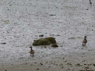 Filename=P1080847.JPG
Filesize=5739KiB
Dimensions=4320x3240
Date added=Aug 10, 2020 P1080847.JPG